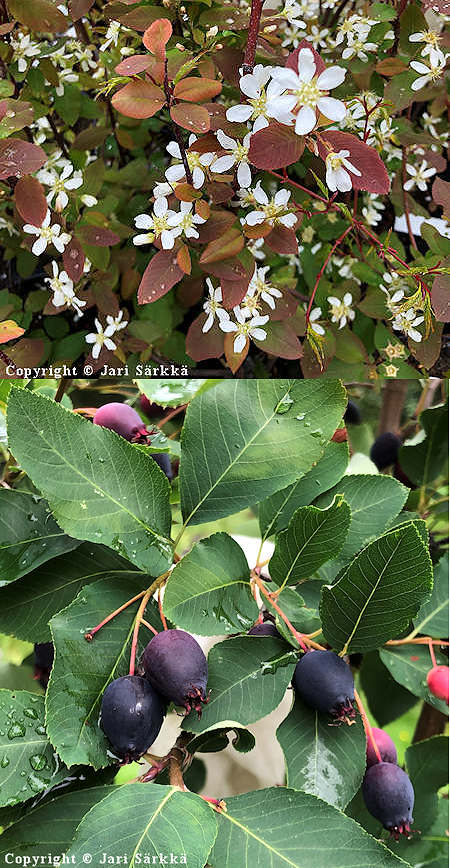 Amelanchier bartramiana, pohjantuomipihlaja